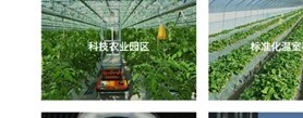 叶片拍摄